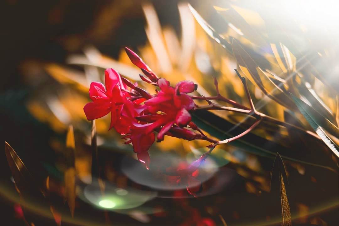 The Pain That Transforms The Soul